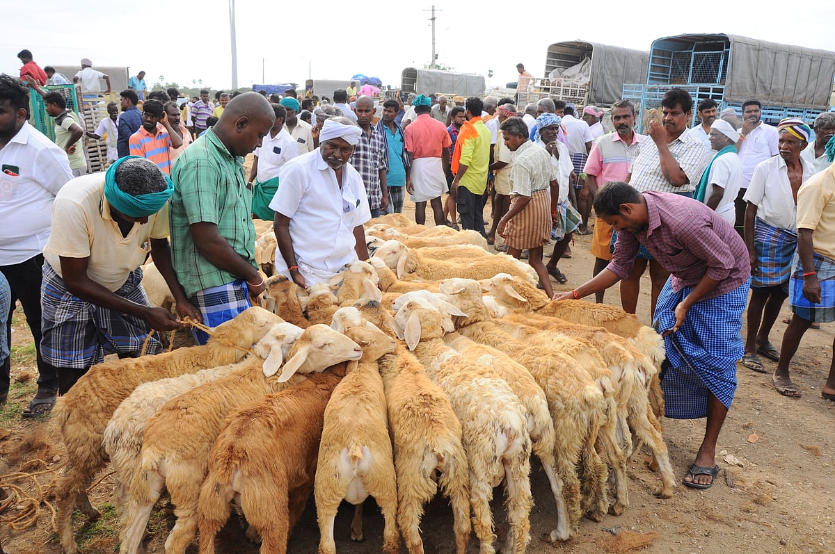 திருப்பூர்: விற்பனைக்கு குவிந்த ஆடுகள்... கன்னிவாடி ஆட்டு சந்தை ஸ்பாட் விசிட்!