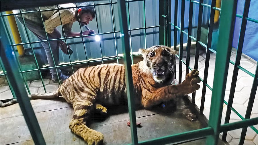 தோல்வியில் முடிந்த இரண்டு ஆண்டு வேட்டை பயிற்சி - வண்டலூருக்கு இடமாற்றம் செய்யப்பட்ட வால்பாறை புலி!
