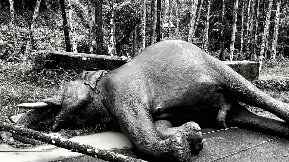 Wayanad: உணவு தேடிவந்த யானை; நொடியில் நிகழ்ந்த விபரீதம்; துடிதுடித்து சுருண்டு விழுந்து இறப்பு!