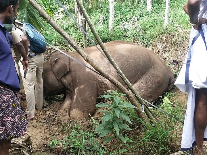 Elephant Death: அடுத்தடுத்து சரியும் பேருயிர்... மின்வாரியம் நடவடிக்கை எப்போது?!