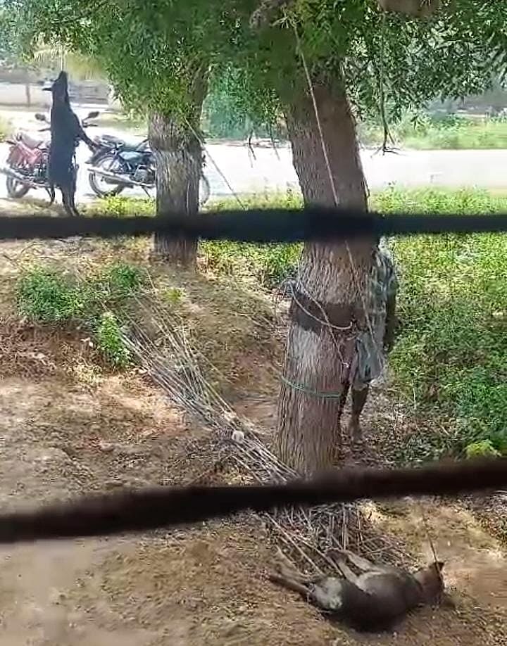 நாய்களை மரத்தில் தொங்கவிட்டு அடித்துக் கொன்ற கொடூரம்; 20 பேர் மீது வழக்குப் பதிவு - நடந்தது என்ன?