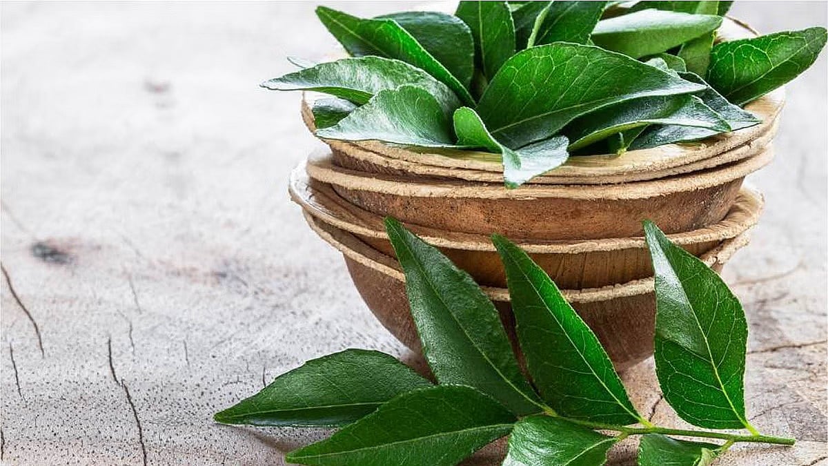 கறிவேப்பிலையின் 10 பலன்கள்..! #Curryleaves #Healthtips