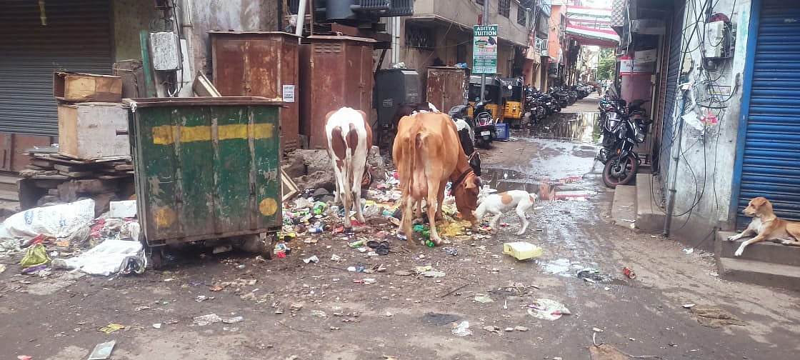 சென்னை: `அபராதம் அதிகரித்தும் பலனில்லை..!’ - சாலையில் சுற்றித்திரியும் மாடுகள்... நடவடிக்கை?!