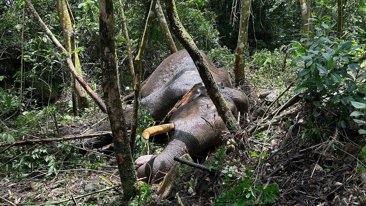 மூணாறில் காட்டு யானைகள் மோதல்... முறிவால் கொம்பன் பலியானது எப்படி..?