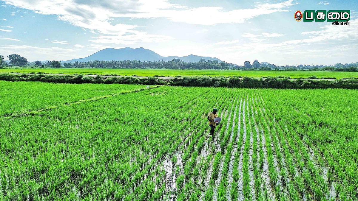 பசுமை போர்த்திய வயல் வெளிகள்... சொக்க வைக்கும் மதுரை வாடிப்பட்டி கிராமத்தின் அழகு! | Drone Visuals