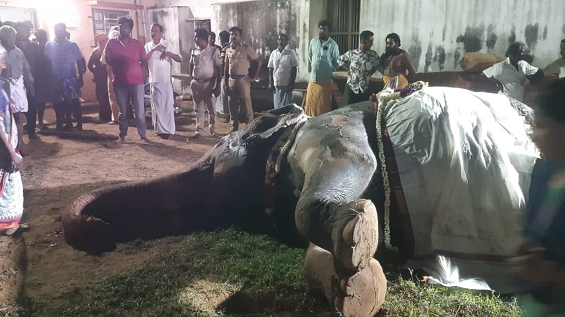 குன்றக்குடி: நள்ளிரவில் தீ விபத்து; காயமடைந்து உயிரிழந்த கோயில் யானை சுப்புலட்சுமி -சோகத்தில் மக்கள்