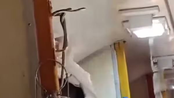 Snake: பாம்பு வீட்டுக்கு வருவது ஏன்? ஷூக்குள்ளே, மாடித்தோட்டத்துக்குள்ளே போகுமா? -நிபுணர் விளக்கம்!