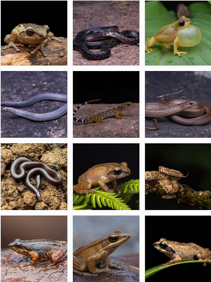 Mudumalai : அழிவின் விளிம்பில் உள்ள நடன தவளை முதல் அரியவகை ஆற்றுநீர் முதலைகள் வரை - சுவாரஸ்ய update!