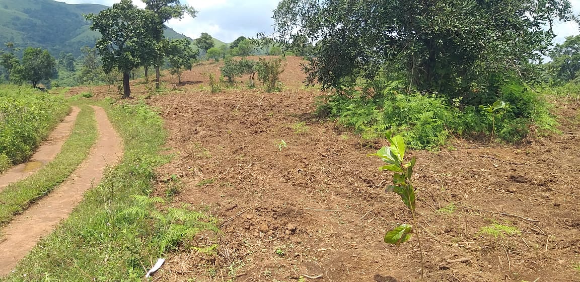 Gudalur: ``அந்நிய களைத் தாவரங்கள் அழிப்பு.. வனவிலங்குகள் வெளியேறுவது குறையும் வனத்துறை நம்பிக்கை!