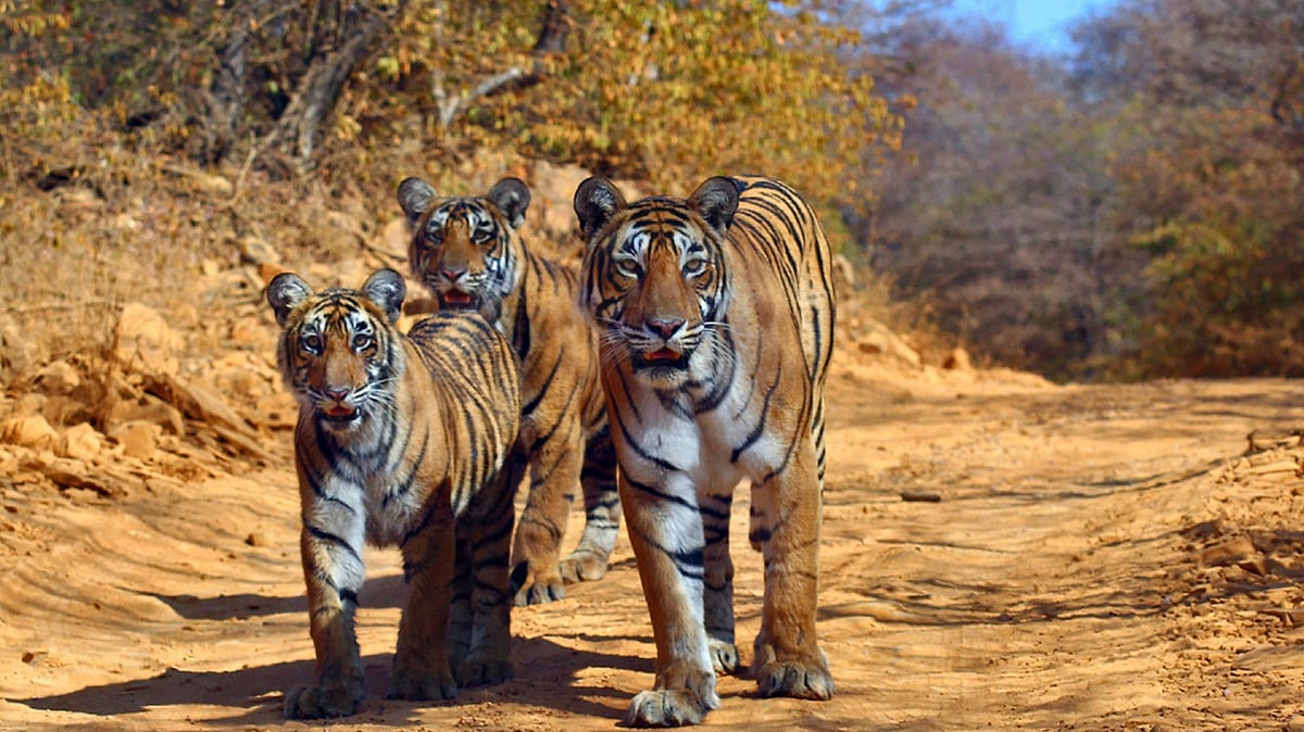 Tiger: காட்டின் தலைமகன்; வனத்தின் காவலன்; ஆனால், கூச்ச சுபாவி...புலிகளின் இயல்புகள் தெரியுமா?