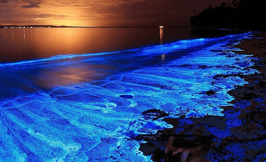 Bioluminescence: சென்னையில் நீல நிறத்தில் ஜொலித்த கடல் அலைகள்; காரணம் விளக்கும் நிபுணர்!