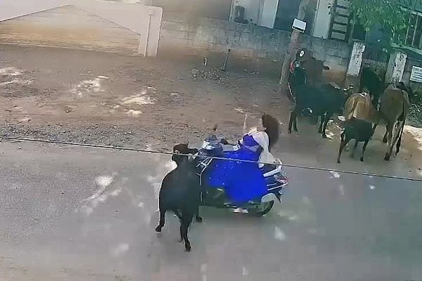நெல்லை: ஸ்கூட்டி மீது பாய்ந்த மாடு; கல்லூரி மாணவி படுகாயம்... சாலையில் தொடரும் சம்பவங்கள்..!