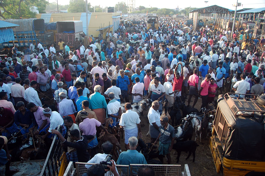 தீபாவளி பண்டிகை: களைகட்டிய திருநெல்வேலி மேலப்பாளையம் ஆட்டுச் சந்தை.!