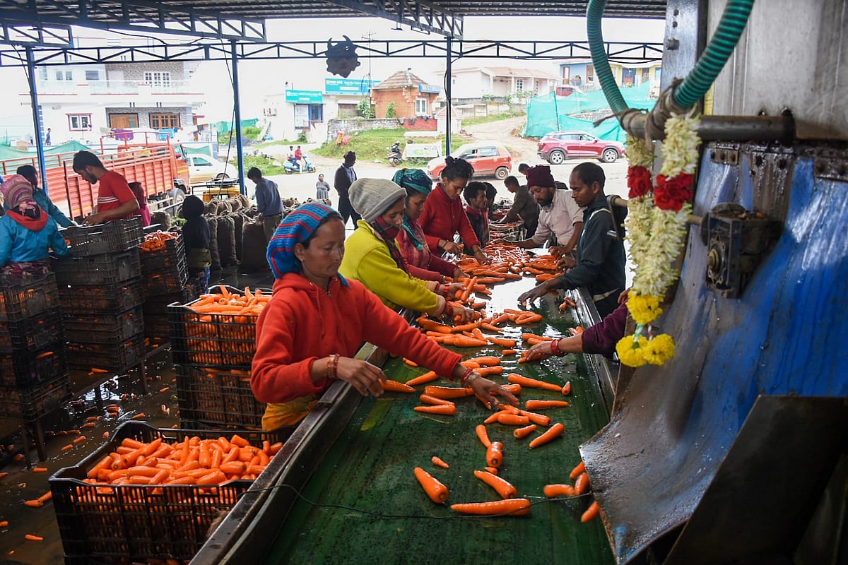 Ooty Carrot: உச்சம் தொட்ட ஊட்டி கேரட்; கிலோ 110 ரூபாய்க்கு விற்பனை!