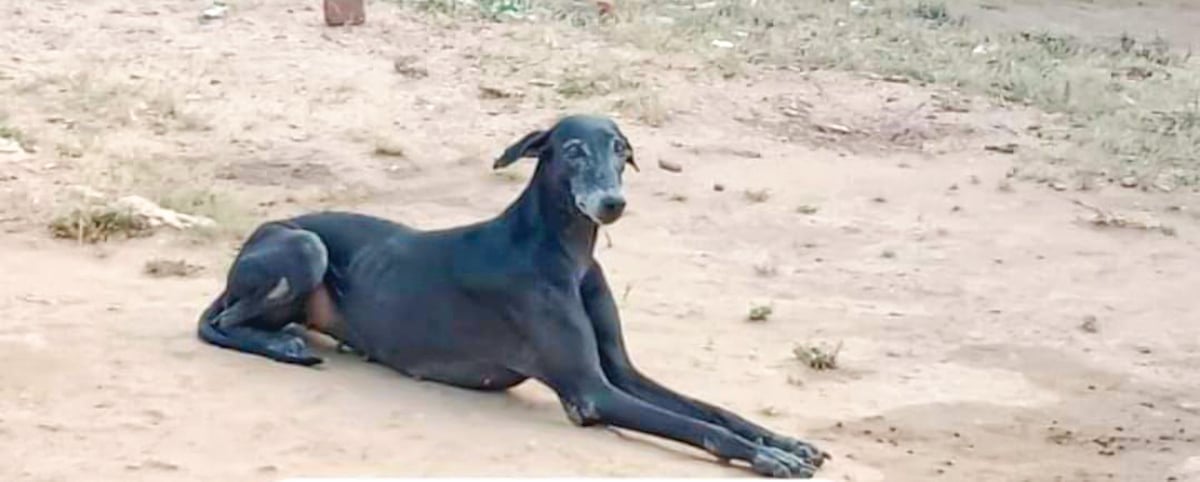 Dog Bite: `நாய் கடி பிரச்னையில் தமிழ்நாடு 2-வது இடம்.. -அரசு சொல்வதென்ன?