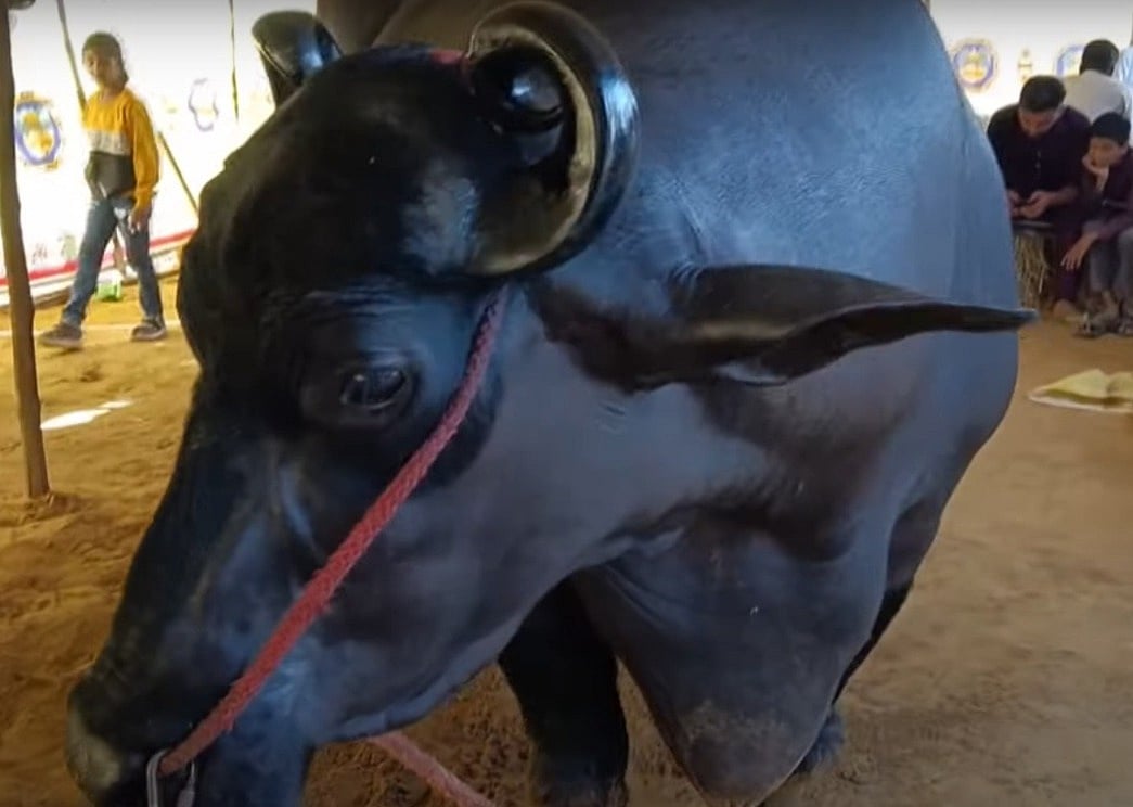`Anmol buffalo: ஹரியானாவில் ஒரு எருமையின் விலை ரூ.23 கோடி... அதன் `டயட் இன்னும் அதிர்ச்சி ரகம்!