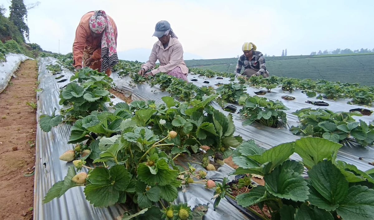 Strawberry: உச்சத்தில் ஊட்டி ஸ்ட்ராபெர்ரி; உற்சாகத்தில் விவசாயிகள்!