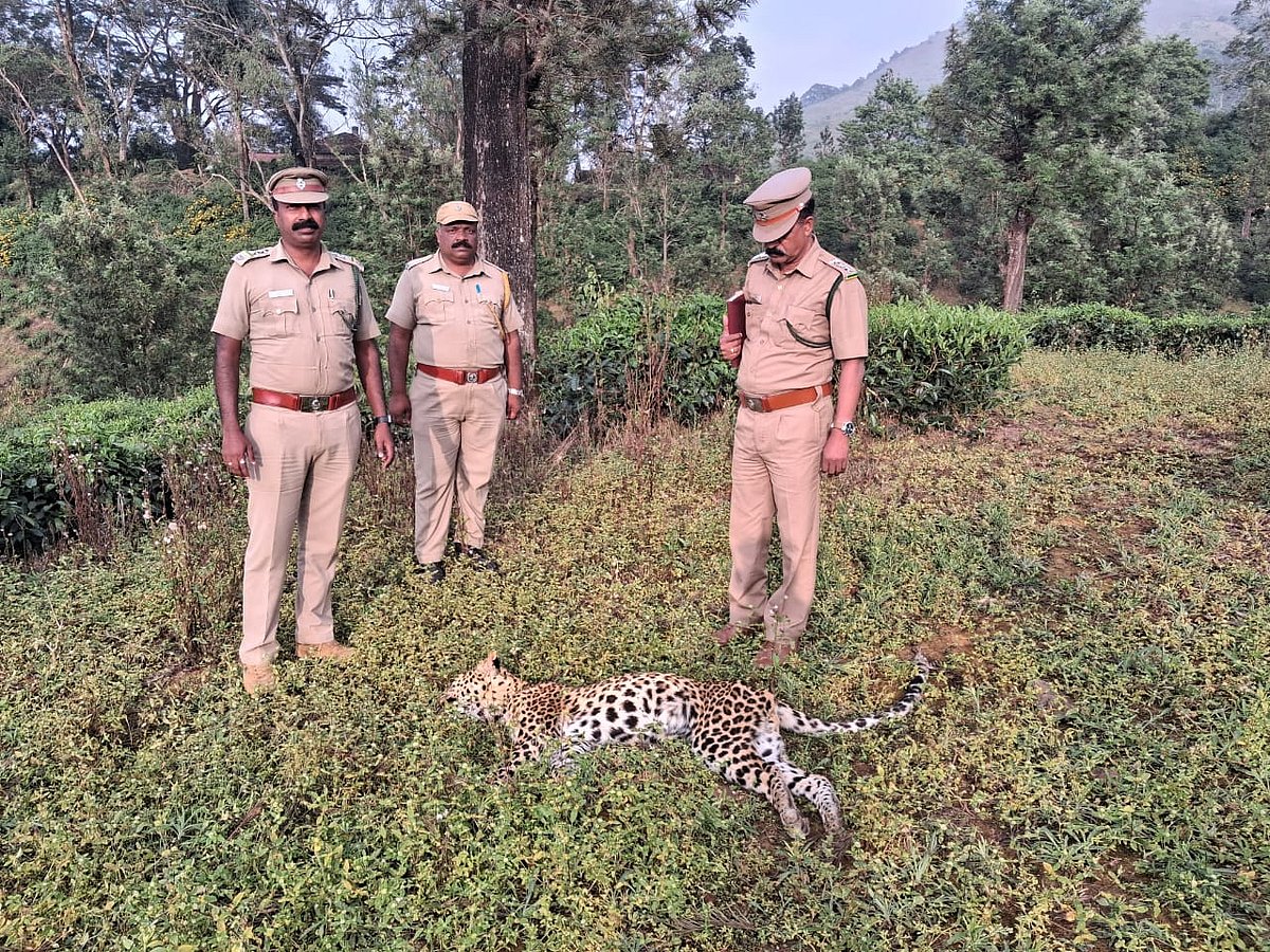 நீலகிரி: தோட்டத்தில் மர்மமாக இறந்து கிடந்த சிறுத்தை; காரணத்தைக் கண்டறிய களமிறங்கிய வனத்துறை!