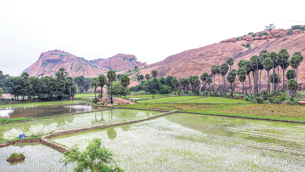 மதுரையில் டங்ஸ்டன் சுரங்கம்... ஆதரிக்கும் அரசு; எதிர்க்கும் விவசாயிகள்.. டங்ஸ்டன் எதற்கு பயன்படும்?
