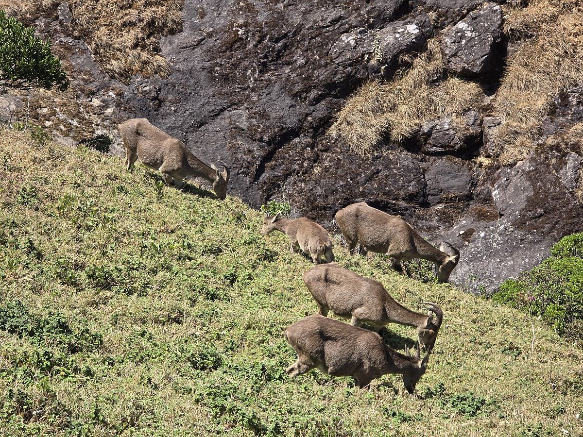 Nilgiri Tahr: ரேடியோ காலர் பொருத்தம்போது உயிரிழந்த வரையாடு; தற்காலிக தடை! - என்ன சொல்கிறது வனத்துறை?