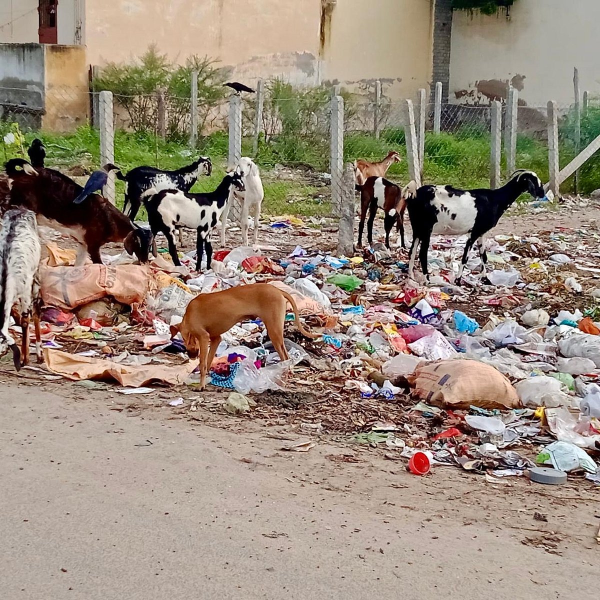 தூத்துக்குடி: T.சவேரியார்புரத்தில் தேங்கும் குப்பைகள்... சுகாதார பாதிப்புகளைத் தடுக்குமா மாநகராட்சி?