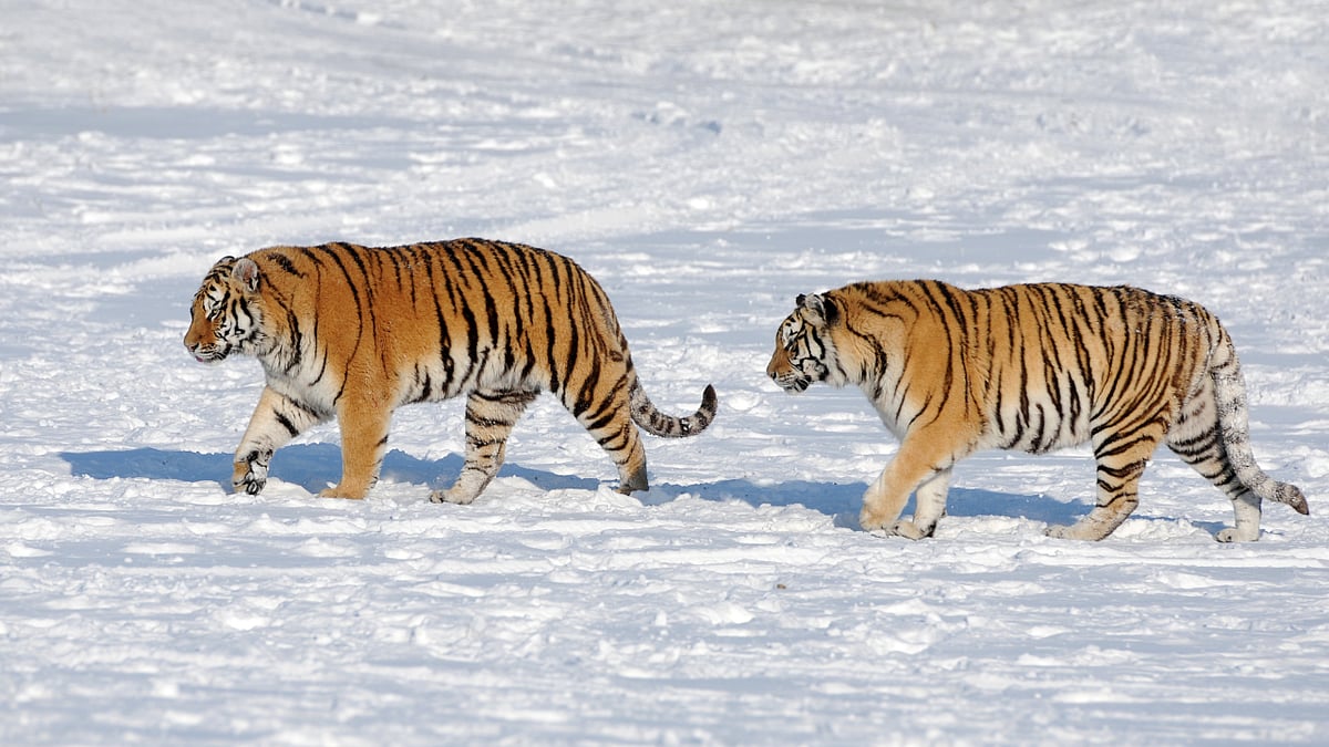 Tiger Love: இணையைச் சந்திக்க 200 கி.மீ பயணித்த சைபீரியன் ஆண் புலி - ஆச்சர்யப்பட்ட வனத்துறை!