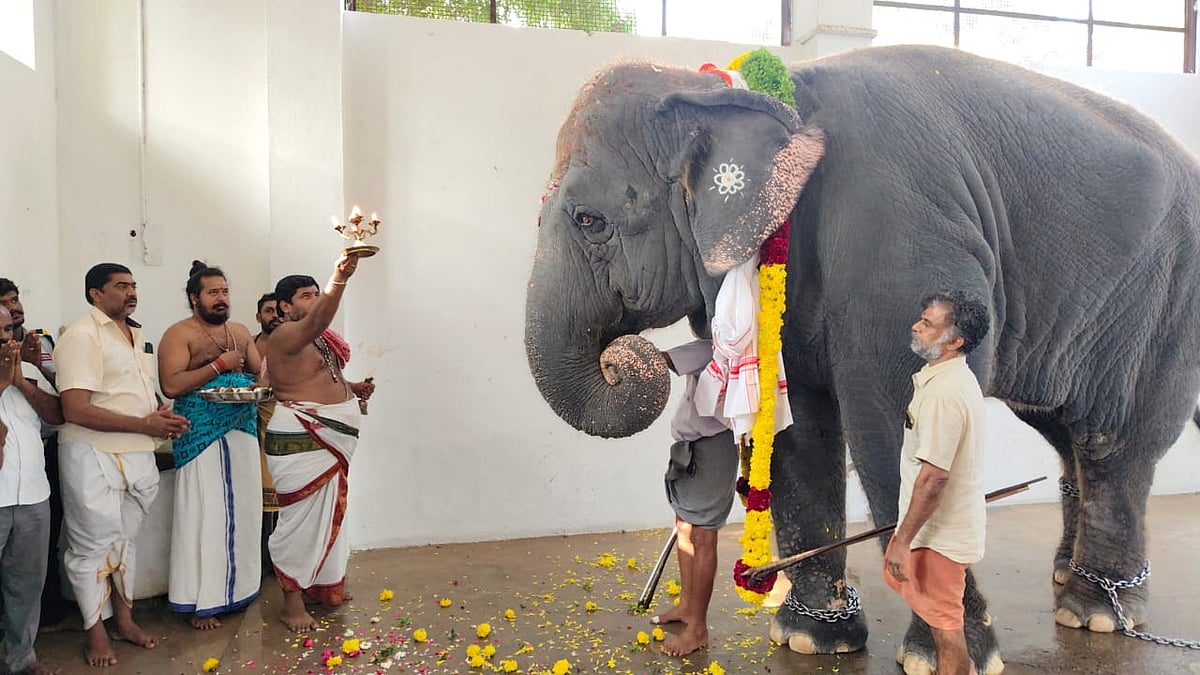 திருச்செந்தூர்: ஒரு மாதத்திற்குப் பிறகு கோயிலை வலம் வந்த தெய்வானை யானை - மகிழ்ச்சியில் பக்தர்கள்!