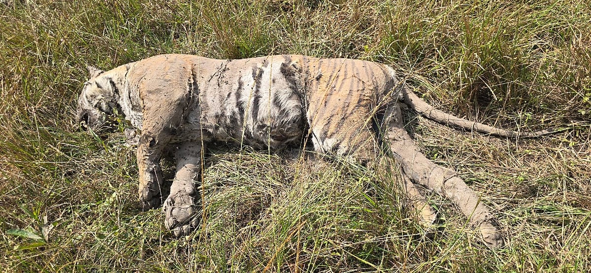 Tiger : முதுமலை காட்டில் இறந்து கிடந்த புலி - கள ஆய்வில் இறங்கிய வனத்துறை!