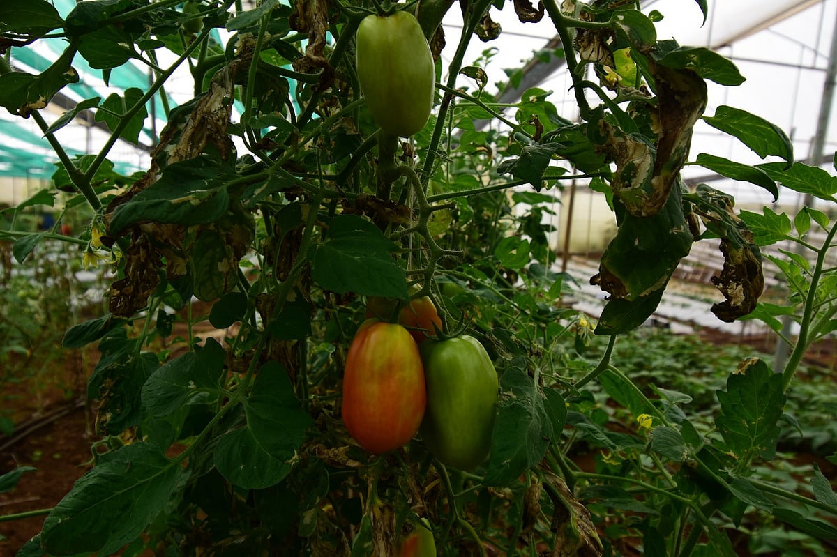 12 அடி உயரம்; ஆண்டு முழுவதும் அறுவடை;  ஆர்கானிக் கொடி தக்காளி - எப்படி வளர்ப்பது?