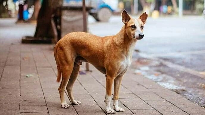 Stray Dogs: ``ஒரு பாலியல் குற்றவாளிக்காக எல்லோரையும் அழித்துவிடுவீர்களா?” - நாய்களுக்கு ஆதரவாக கனிகா