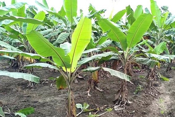 திருப்பத்தூர் : வாழைத் தோப்பில் ஆண் நண்பருடன் சிக்கிய மனைவி; வேலைக்கு சென்ற கணவன் கொடுத்த ட்விஸ்ட்
