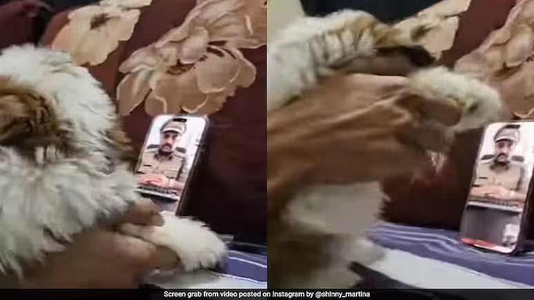 டிஜிட்டல் கைது: நாயை வைத்து பாடம்புகட்டிய மும்பைவாசி...
வெறுத்துப்போன மோசடி கும்பல்