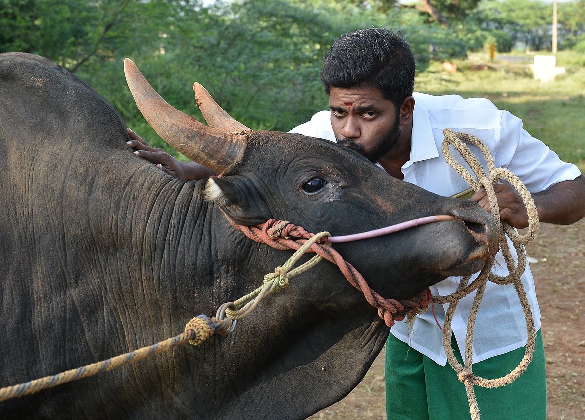 Jallikattu: நெருங்கும் ஜல்லிக்கட்டு..  காளைகளுக்கு முழு வீச்சில் பயிற்சி| Photo Album