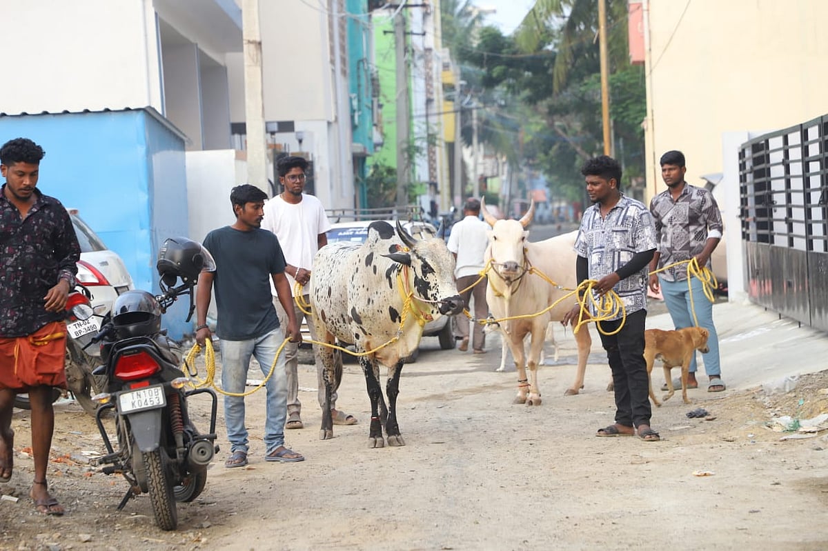 ``மெரினா போராட்டத்தைப் பார்த்த பிறகுதான் புரிந்தது.. -ஜல்லிக்கட்டில் சாதிக்கும் சென்னை வீரா பாய்ஸ்