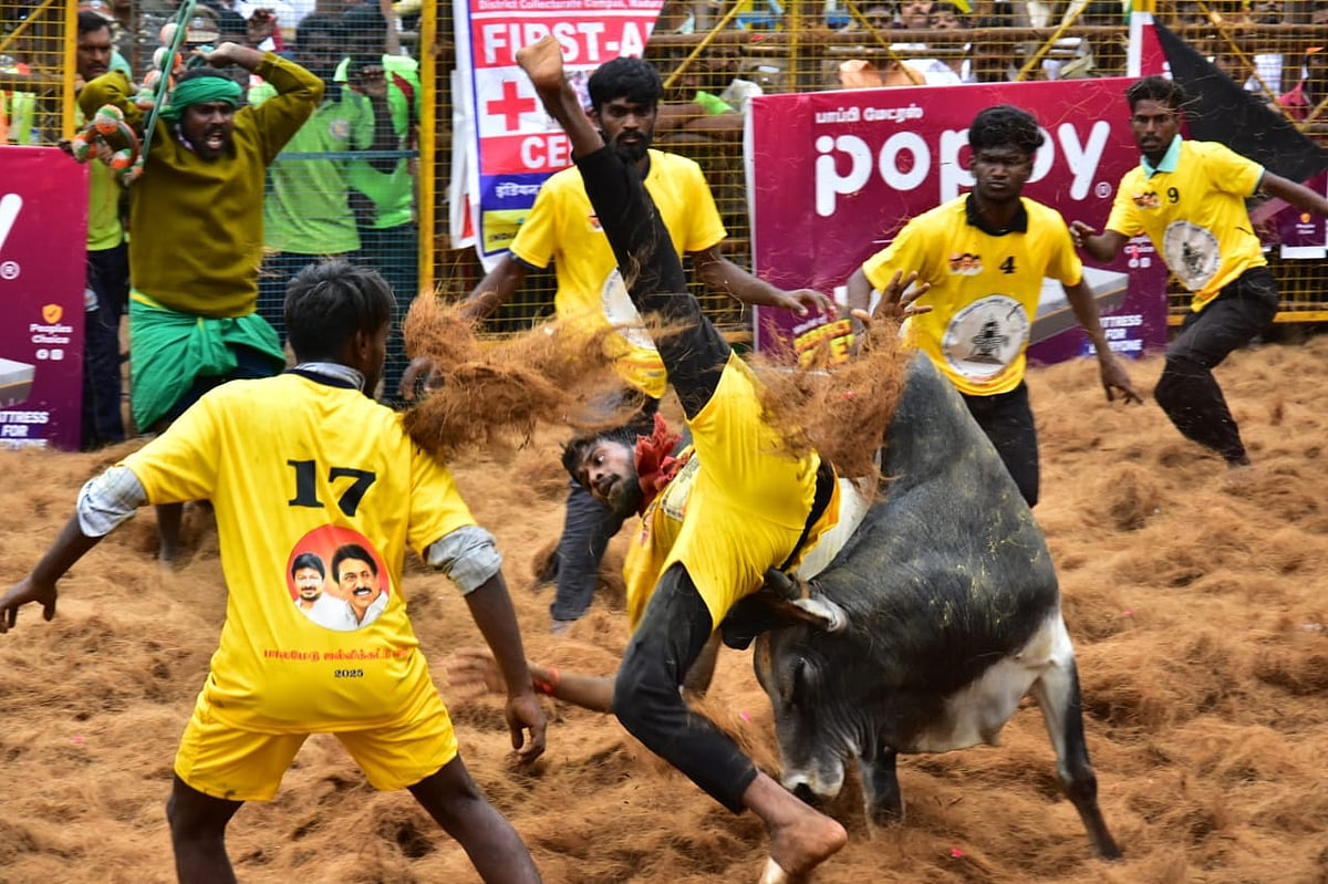 Palamedu Jallikattu 2025 Live: ஆட்டம் காட்டும் காளைகள்; அடக்க துடிக்கும் வீரர்கள்... அட்டகாச ஜல்லிக்கட்டு!