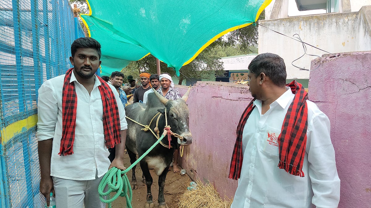 `` பிளாக் பாண்டி ஜெய்ச்சிடுவான்! - அலங்காநல்லூர் ஜல்லிக்கட்டில் சென்னை வீரா பாய்ஸ் டீம்