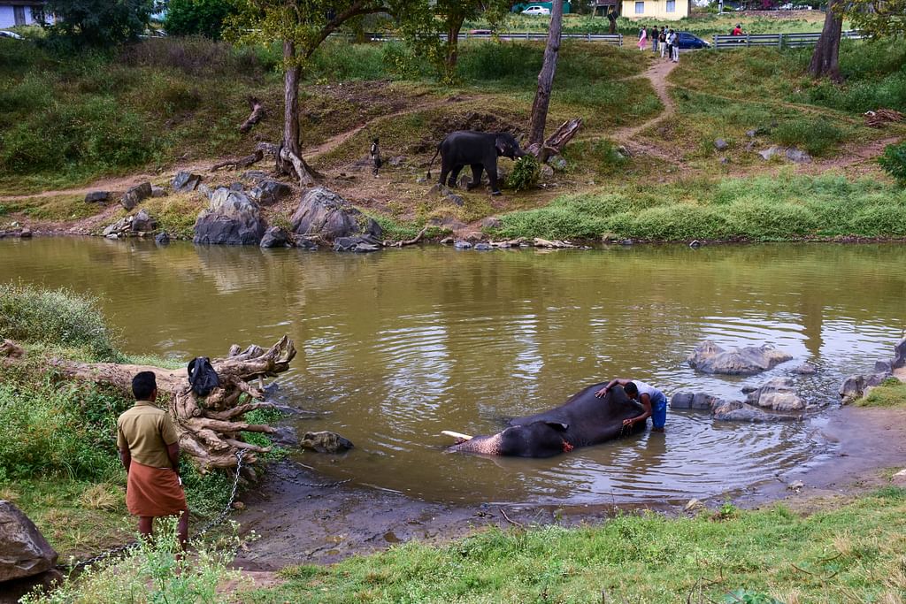 வளர்ப்பு யானைகள் 