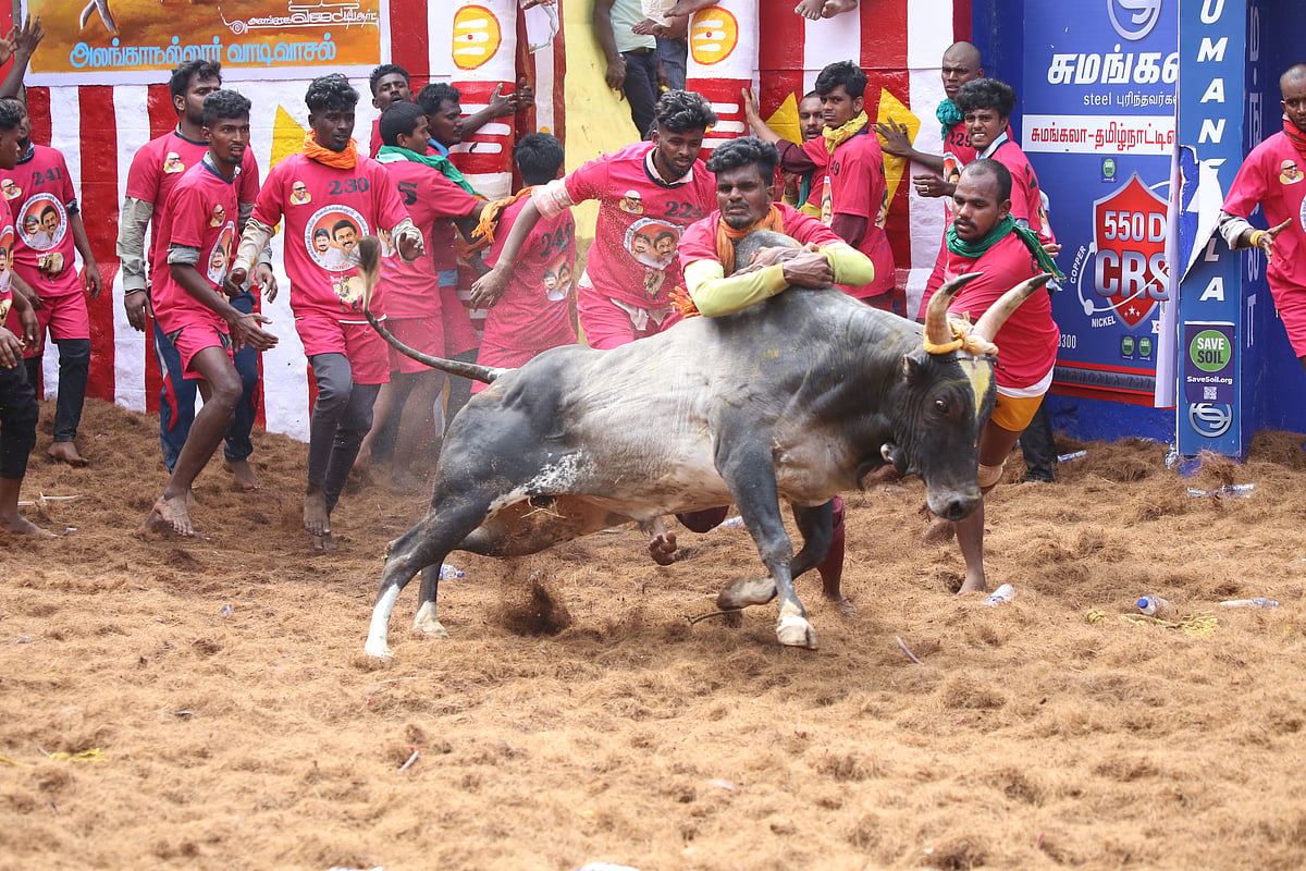 ``ஜல்லிக்கட்டிற்கு தடை கொண்டு வர நினைக்கிறதா இந்த அரசு? - தவெக எம்எல்ஏ பேச்சுக்கு அதிமுக விமர்சனம்!
