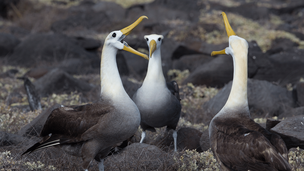 Waved Albatross குஞ்சுகள்