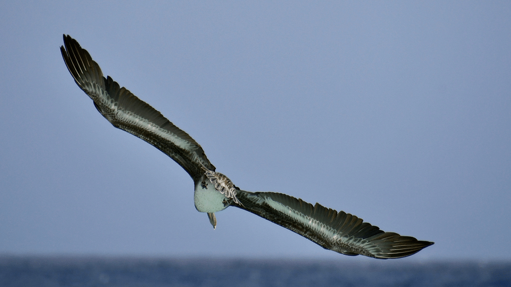 Albatross