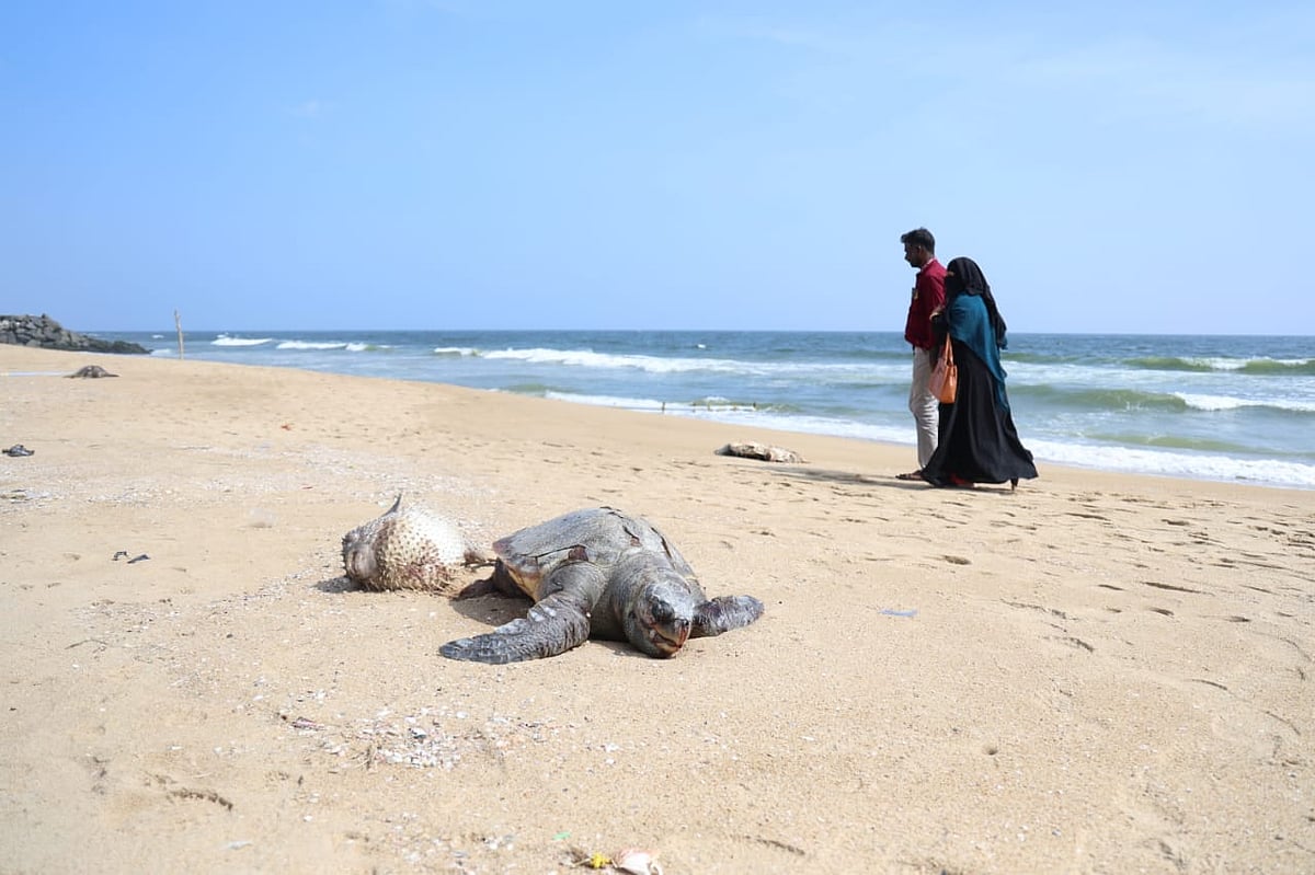 சென்னை: தொடரும் ஆமைகள் இறப்பு... கோவளம் கடற்கரையில் இறந்து கரை ஒதுக்கிய ஆமைகள் | Photo Album