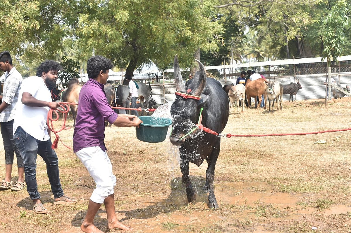 காங்கேயம் கால்நடைக்கான அழகுப் போட்டி: ஈரோட்டில் பார்வையாளர்களை கவர்ந்த காளைகள்!
