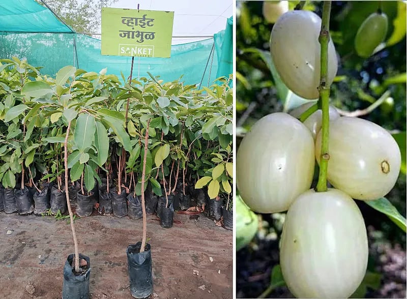 மகாராஷ்டிரா: 21 டிகிரியில் விளையும் ஆப்பிள் இனி 43 டிகிரியிலும் விளையும் - இளம் பொறியாளர் அசத்தல்