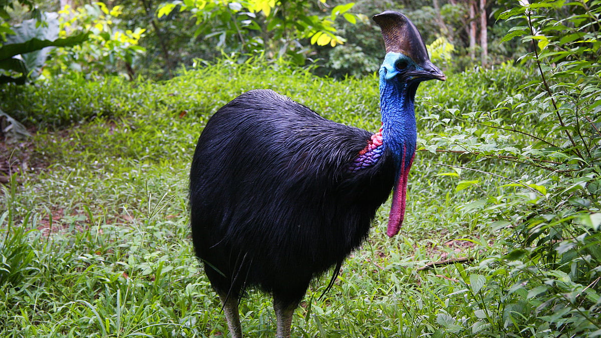 Cassowary : `உலகின் ஆபத்தான பறவை இனம் - ஒரே மிதியில் மனிதர்களை வீழ்த்திவிடுமா?!
