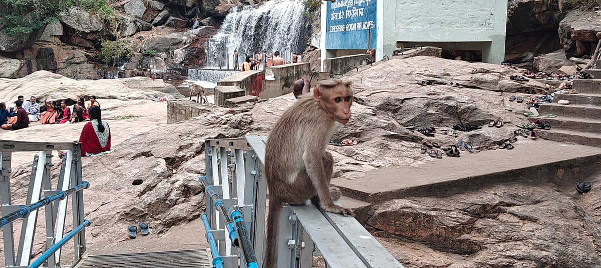 திருப்பூர்: `வாய், மூக்கில் ரத்தம் திடீரென உயிரிழந்த குரங்குகள்.. திருமூர்த்திமலையில் நடந்தது என்ன?