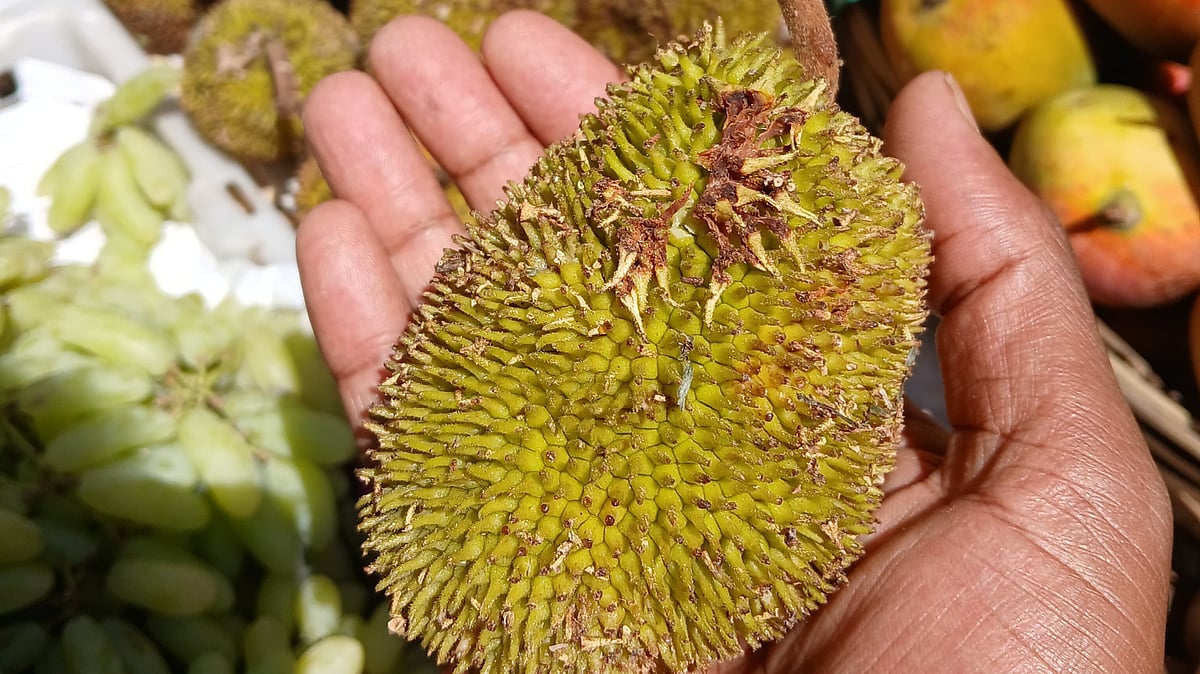 மினியேச்சர் சைஸ்; மருத்துவ மகத்துவம்; மேற்குத் தொடர்ச்சி மலையே தாயகம் - அயனி பலா தெரியுமா?