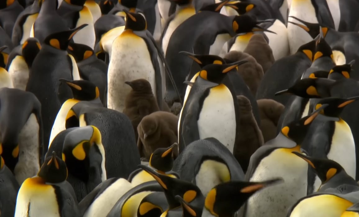 Penguin Divorce: பென்குயின் விவாகரத்து... `காலத்தோடு ஓடவேண்டிய ஓட்டப்பந்தயம் இது | Explainer