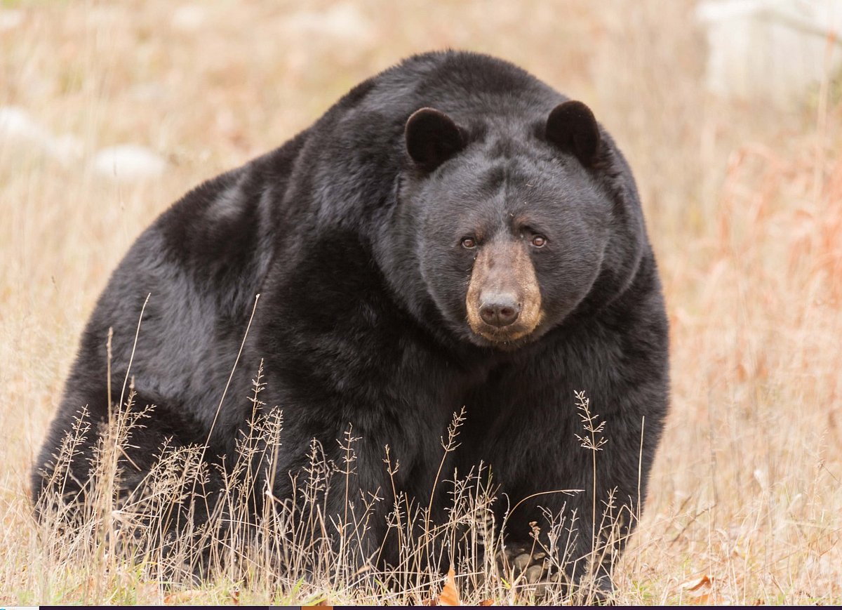 Bear Tales: இரண்டு கரடிகளின் உண்மைக்கதை... ஒன்றின் பெயர் ஸ்டீபன்; இன்னொன்றின் பெயர்?  | True Story