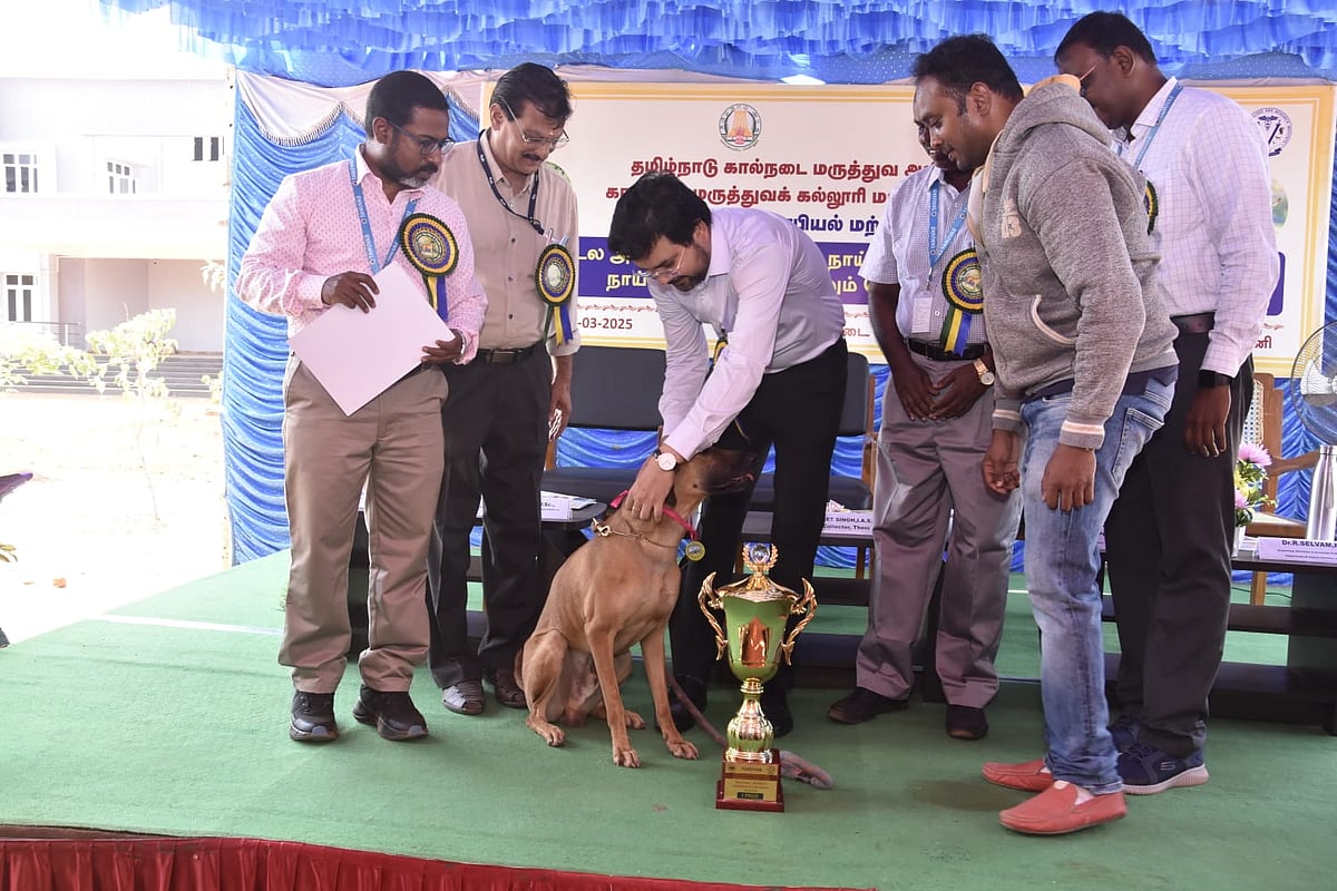 தேனி: சிப்பிபாறை டு ராட்வில்லர்; கண்காட்சியில் வரிசைகட்டிய பல வகை நாய்கள் - முதலிடம் பிடித்த கோம்பை!