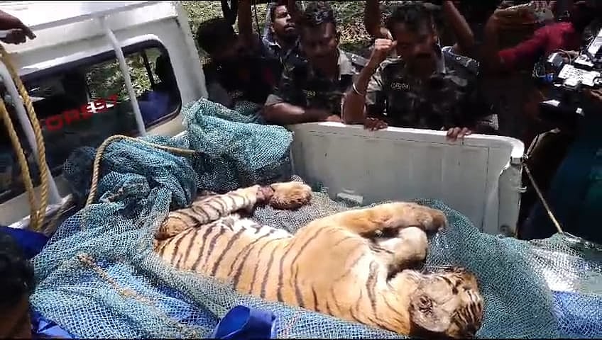 வண்டிப்பெரியாறு: அச்சுறுத்திய புலி மீது துப்பாக்கிச்சூடு; வனத்துறை மீதான குற்றச்சாட்டும் விளக்கமும்!